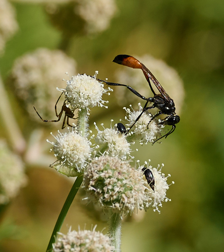 iNaturalist observation photo of Thread-waisted Sand Wasps