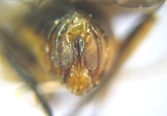 Pristiphora compressa