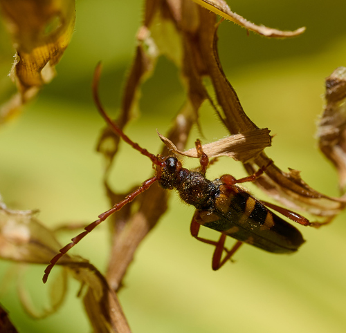 iNaturalist observation photo of Xestoleptura crassicornis