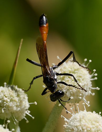 iNaturalist observation photo of Thread-waisted Sand Wasps