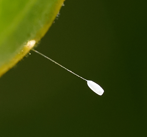 iNaturalist observation photo of Green Lacewings
