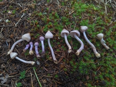 Inocybe lilacina