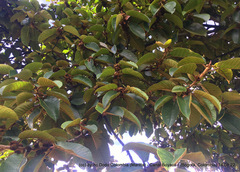 Ficus tequendamae
