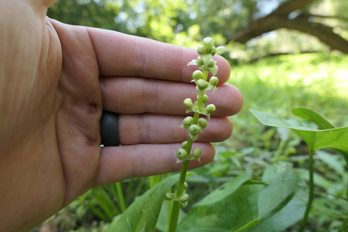 Image of Sagittaria australis by (c) Jeff Wilson, some rights reserved (CC BY)