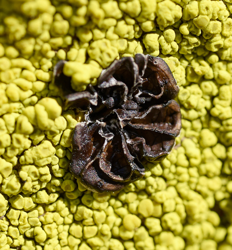 iNaturalist observation photo of Common Lichens