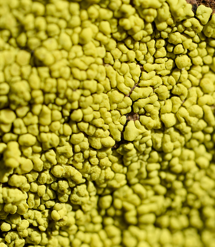 iNaturalist observation photo of gold cobblestone lichen