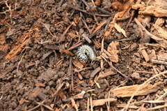 Stenodesmus tuobitus