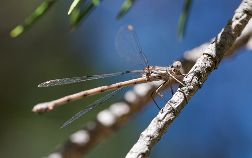 iNaturalist observation photo of Spotted Spreadwing