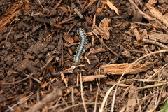 Stenodesmus tuobitus