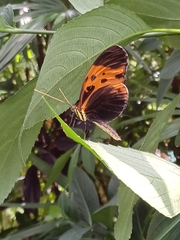 Heliconius numata bicoloratus
