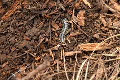 Stenodesmus tuobitus