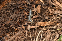 Stenodesmus tuobitus