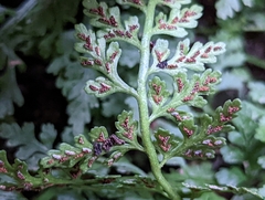 Asplenium montanum image