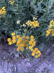Tanacetum vulgare