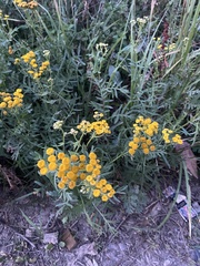 Tanacetum vulgare