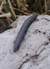 Ommatoiulus rutilans