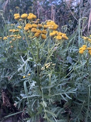 Tanacetum vulgare