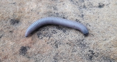 Ommatoiulus rutilans