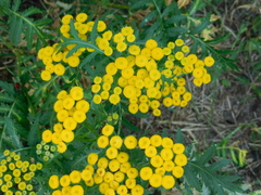 Tanacetum vulgare