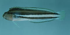 Freshwater Fangblenny photo 2