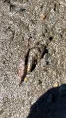 Cerithideopsis californica