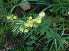 Linaria vulgaris