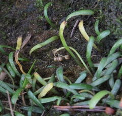 Lilaeopsis chinensis