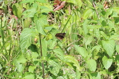 Junonia hedonia