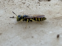 Philanthus ventilabris