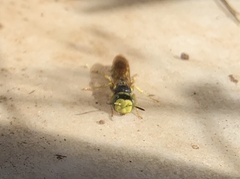 Philanthus ventilabris