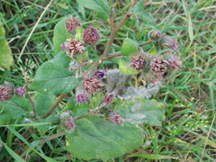 Arctium tomentosum