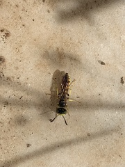 Philanthus ventilabris