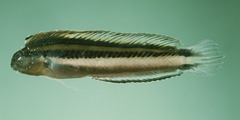 Freshwater Fangblenny photo 3
