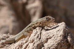 Microlophus theresioides