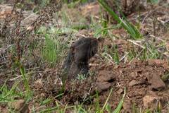 Spalacopus cyanus