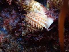 Trichotropis cancellata