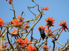 Cinnyris bifasciatus microrhynchus