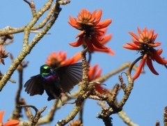 Cinnyris bifasciatus microrhynchus