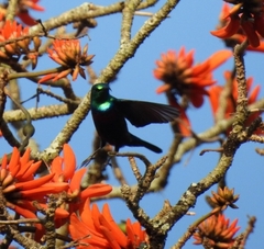 Cinnyris bifasciatus microrhynchus