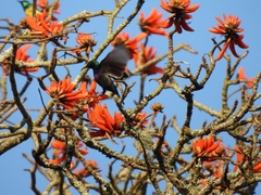 Cinnyris bifasciatus microrhynchus