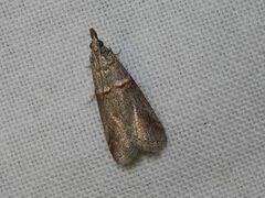 Acrobasis obliqua