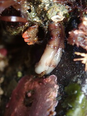 Discorsopagurus schmitti