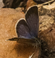 Zizeeria knysna