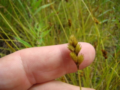 Carex scoparia
