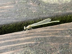 Enallagma vesperum