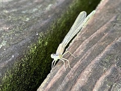 Enallagma vesperum
