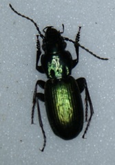 Pterostichus selmanni