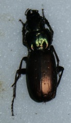 Pterostichus selmanni