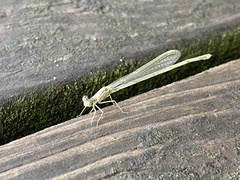 Enallagma vesperum