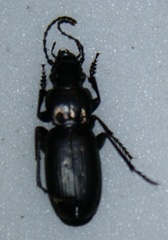 Pterostichus selmanni